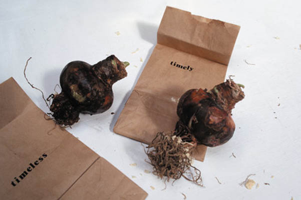 Time-LY/Time-LESS. 2002. Multiple. Edition of two. Amaryllis bulb and plaster Simulacrum. Detail.